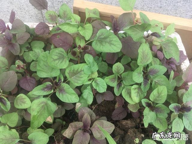 “长寿菜”是指的什么菜?