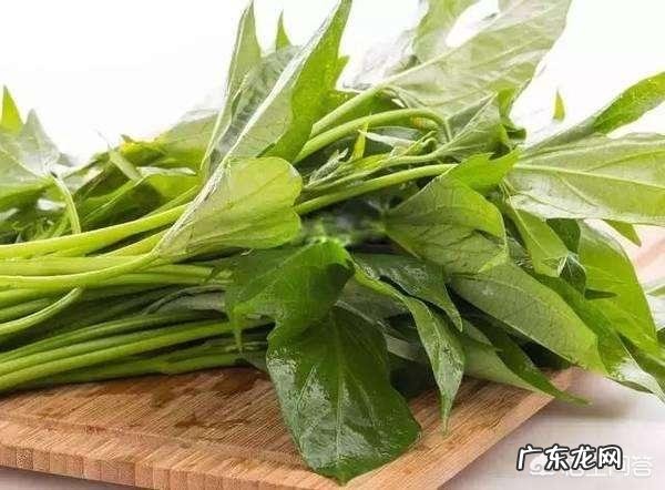 “长寿菜”是指的什么菜？