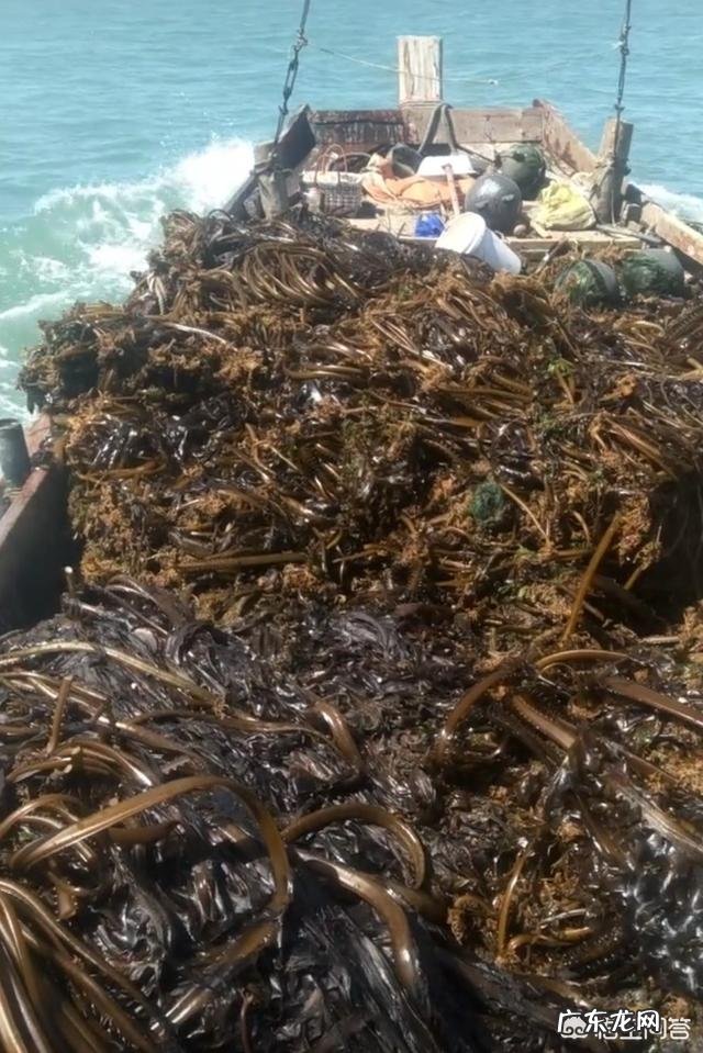 “长寿菜”是指的什么菜?