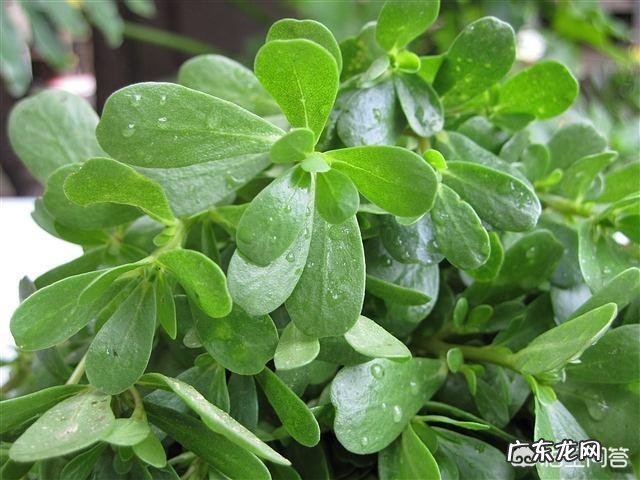 “长寿菜”是指的什么菜？