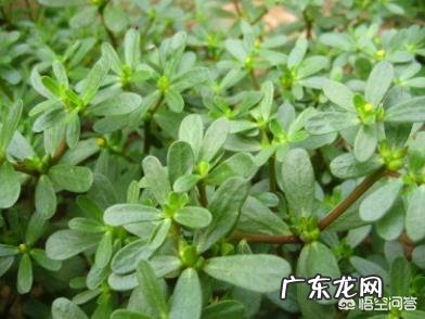 “长寿菜”是指的什么菜?