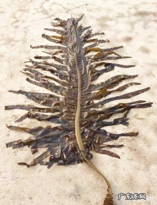 “长寿菜”是指的什么菜?