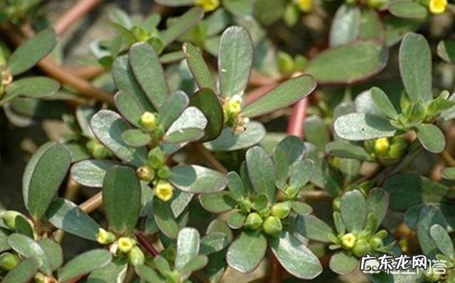 “长寿菜”是指的什么菜?