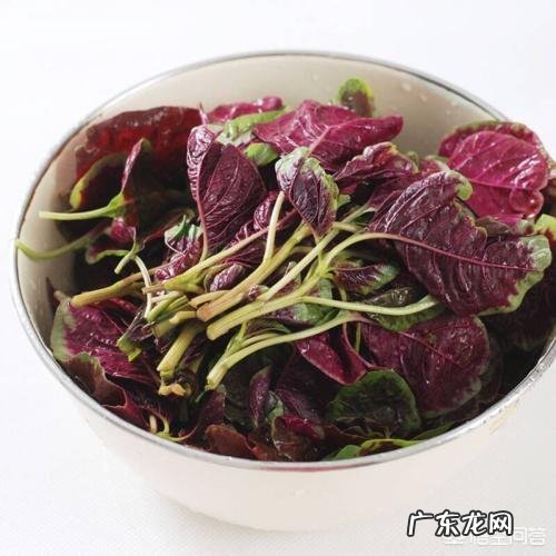 “长寿菜”是指的什么菜?