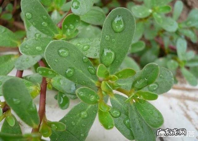 “长寿菜”是指的什么菜?