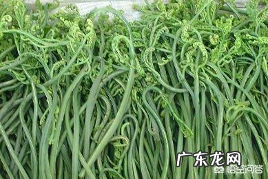 “长寿菜”是指的什么菜？
