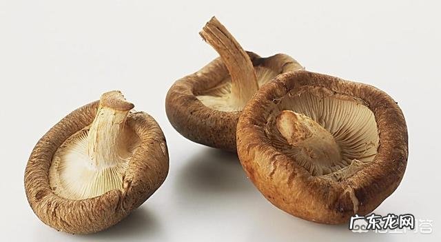 “长寿菜”是指的什么菜？