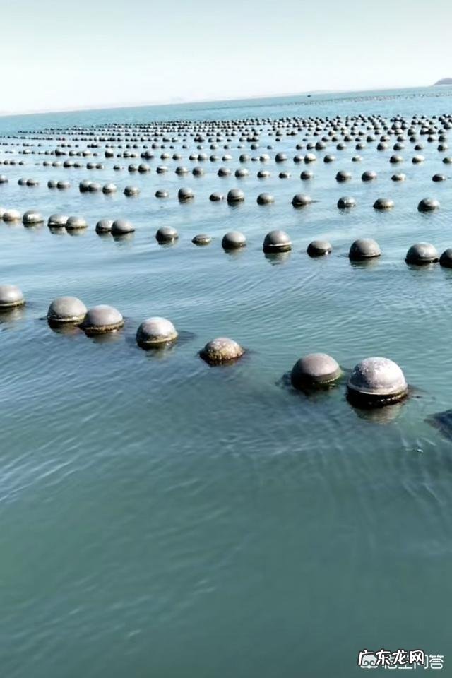 “长寿菜”是指的什么菜?