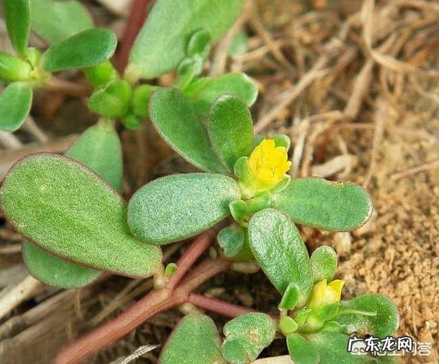 “长寿菜”是指的什么菜？