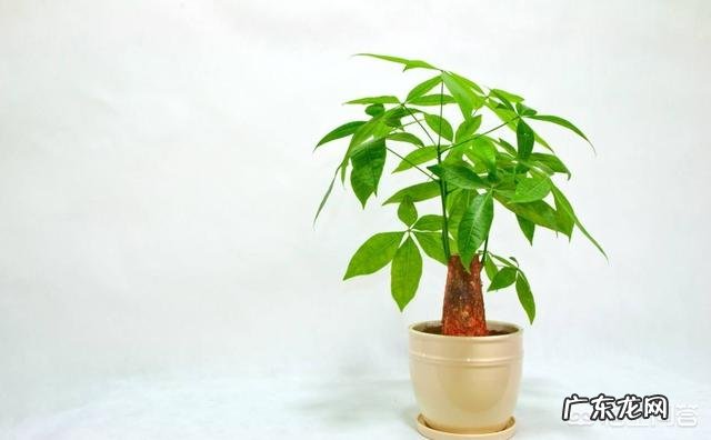 发财树的叶子黄了,叶片还有洞是怎么回事?该怎么办?