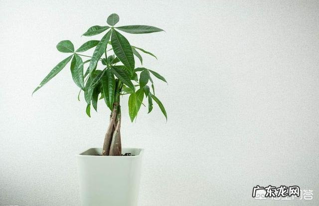 发财树的叶子黄了,叶片还有洞是怎么回事?该怎么办?