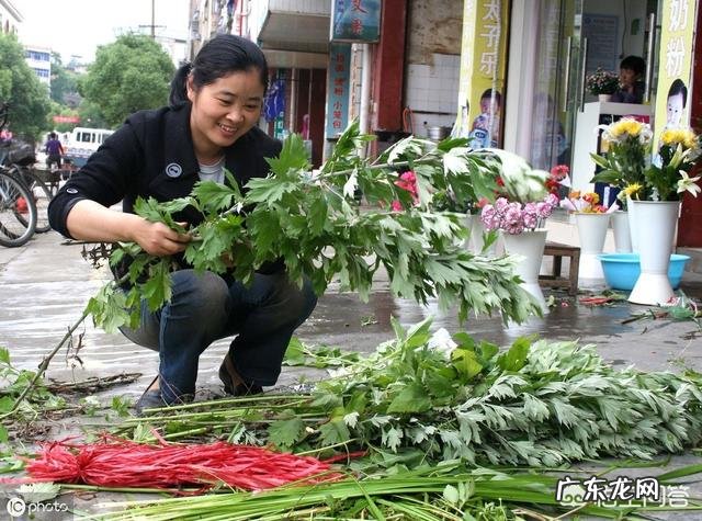 农村端午节挂艾草，你知道应该挂有根还是没根艾草吗？挂的时候根应该朝上还是朝下？