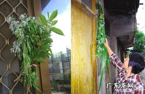 农村端午节挂艾草,你知道应该挂有根还是没根艾草吗?挂的时候根应该朝上还是朝下?