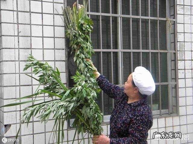 农村端午节挂艾草，你知道应该挂有根还是没根艾草吗？挂的时候根应该朝上还是朝下？