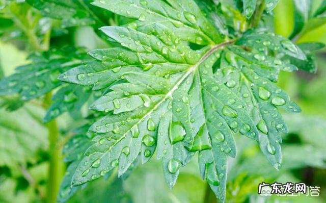 农村端午节挂艾草，你知道应该挂有根还是没根艾草吗？挂的时候根应该朝上还是朝下？