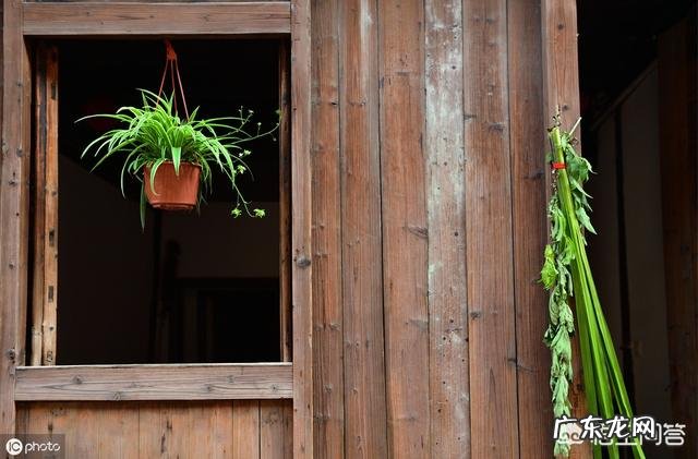 农村端午节挂艾草，你知道应该挂有根还是没根艾草吗？挂的时候根应该朝上还是朝下？