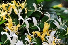 金银花盆栽种植方法？