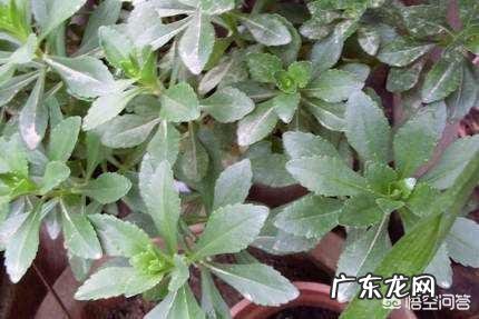 为什么农村里,七叶一枝花明明不可以防蛇,还有人说可以?