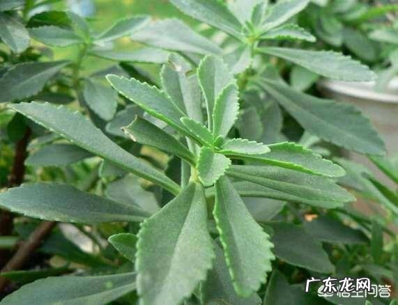 为什么农村里,七叶一枝花明明不可以防蛇,还有人说可以?