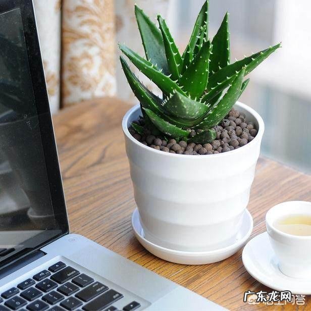 适合家中客厅栽植的绿植，价格不要太高、方便适合打理的，有哪些推荐？