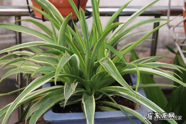 适合家中客厅栽植的绿植，价格不要太高、方便适合打理的，有哪些推荐？