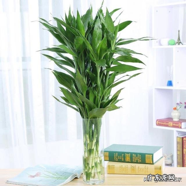 适合家中客厅栽植的绿植，价格不要太高、方便适合打理的，有哪些推荐？