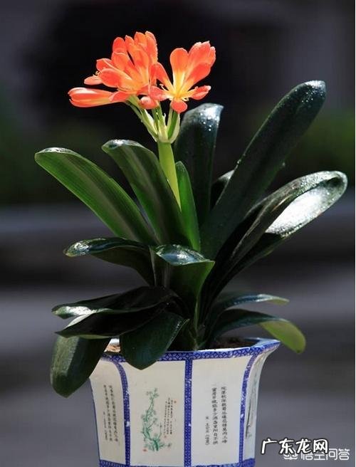 适合家中客厅栽植的绿植，价格不要太高、方便适合打理的，有哪些推荐？