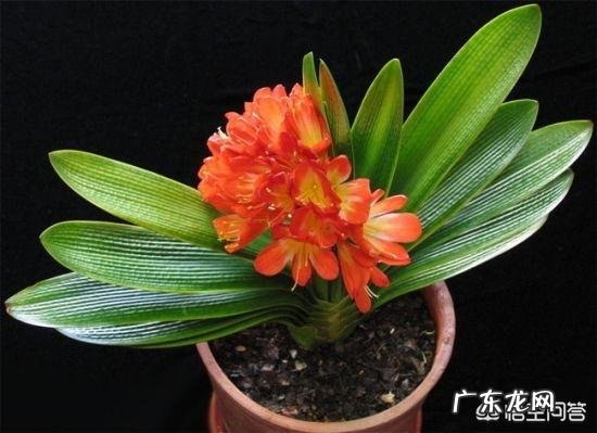 君子兰六七月份怎样浇水?