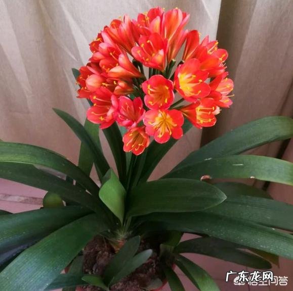 君子兰六七月份怎样浇水？