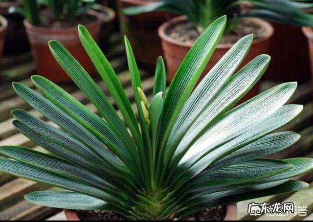 君子兰六七月份怎样浇水?