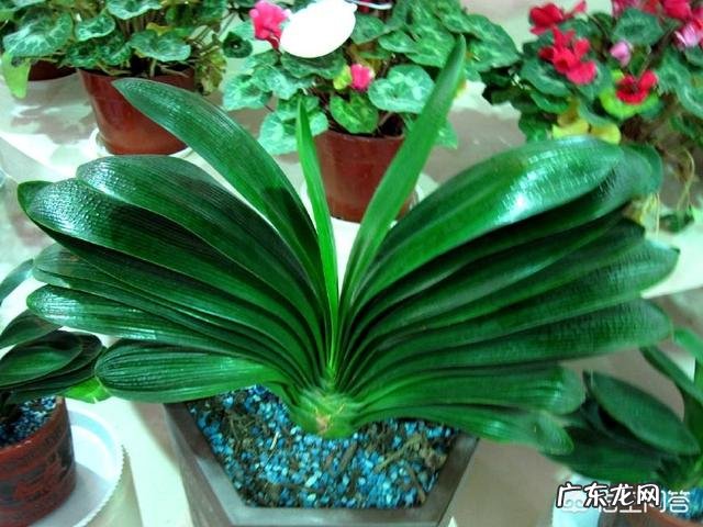 君子兰六七月份怎样浇水?