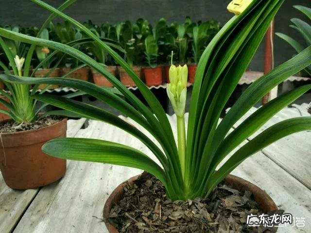 君子兰六七月份怎样浇水?