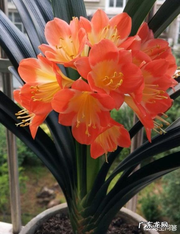 君子兰六七月份怎样浇水？