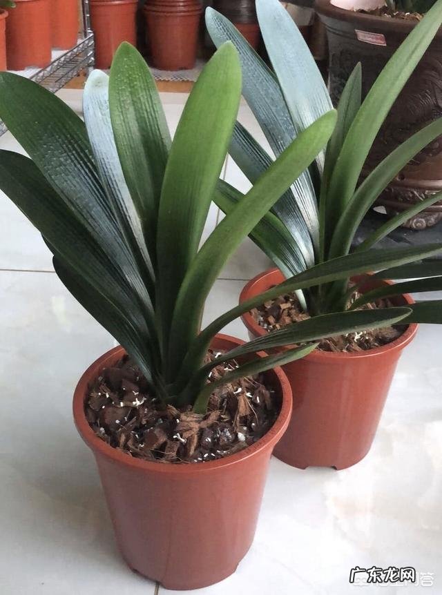 君子兰六七月份怎样浇水?