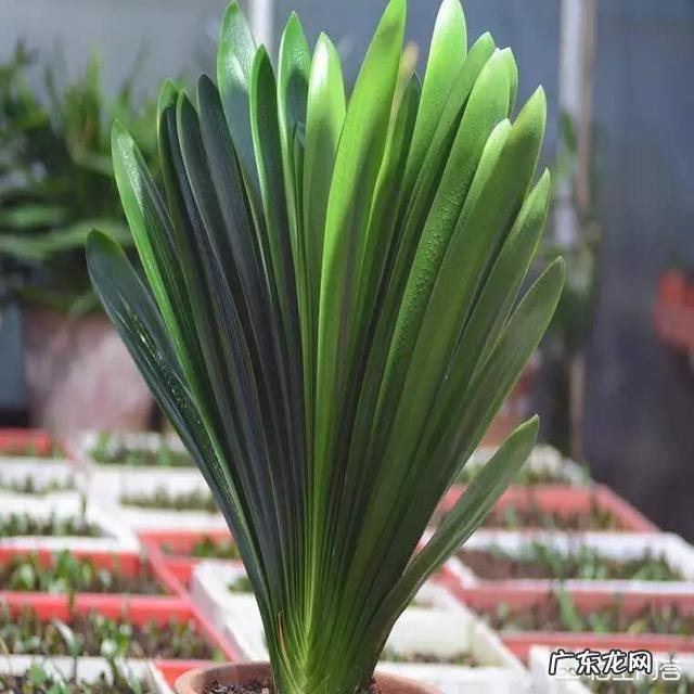 君子兰六七月份怎样浇水?