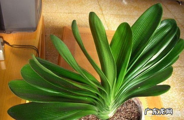 君子兰六七月份怎样浇水?