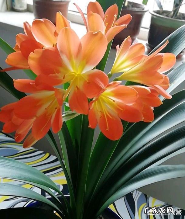 君子兰六七月份怎样浇水？