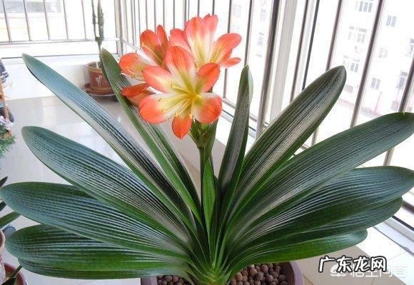 君子兰六七月份怎样浇水?