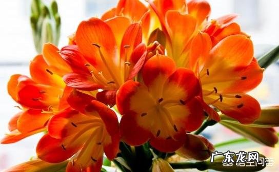 君子兰六七月份怎样浇水?