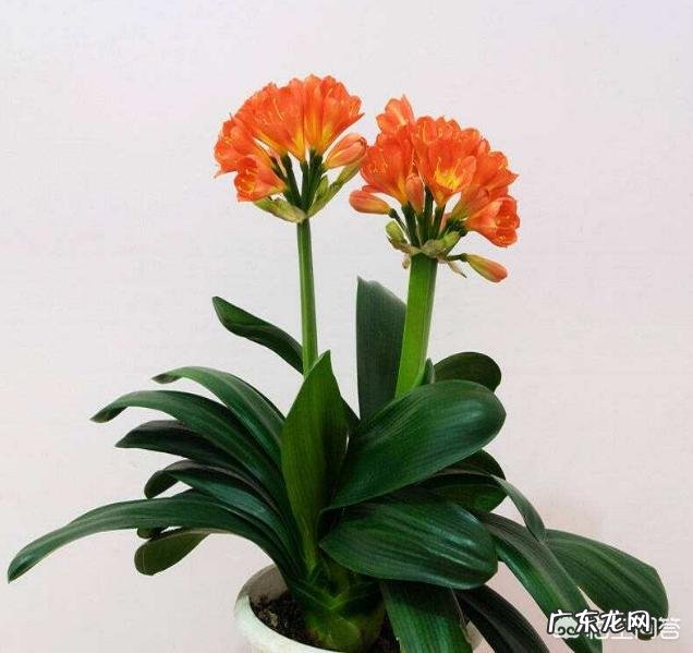 君子兰六七月份怎样浇水?