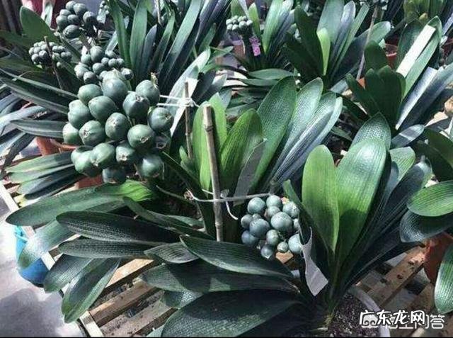 君子兰六七月份怎样浇水?