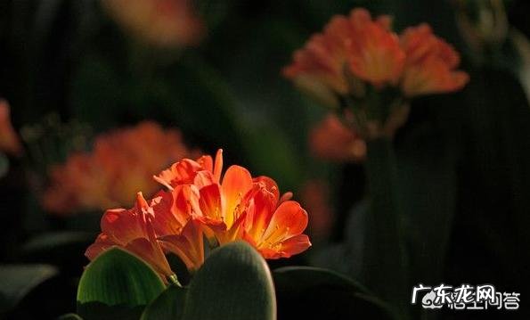 君子兰六七月份怎样浇水?