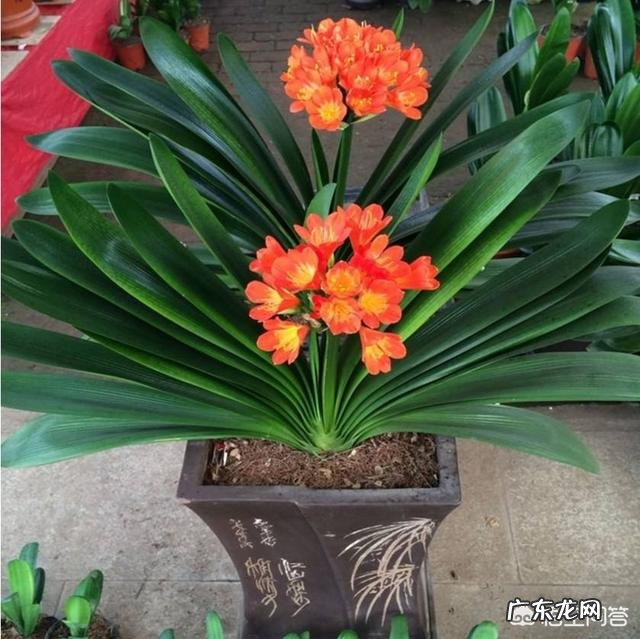 君子兰六七月份怎样浇水?