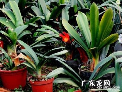 君子兰六七月份怎样浇水?