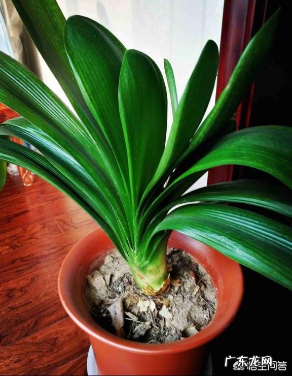 君子兰六七月份怎样浇水?