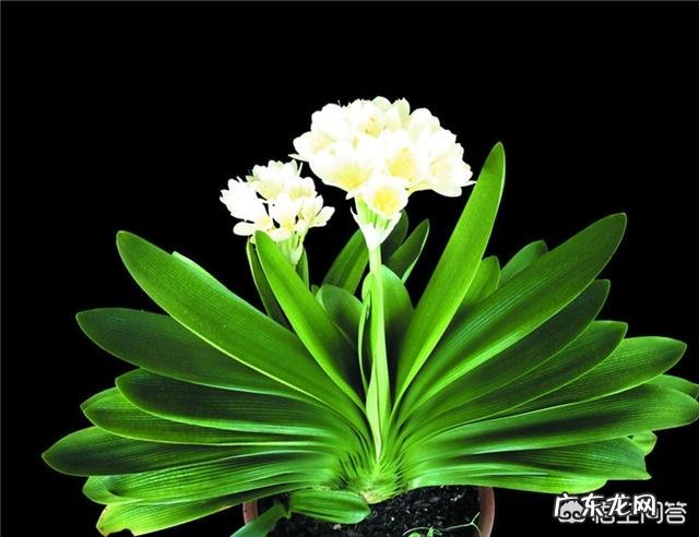 君子兰六七月份怎样浇水?