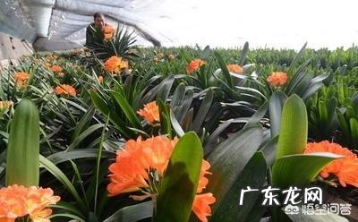 君子兰六七月份怎样浇水?