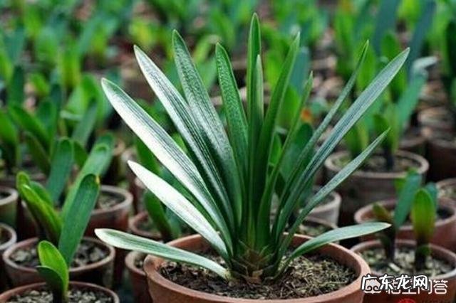 君子兰六七月份怎样浇水?