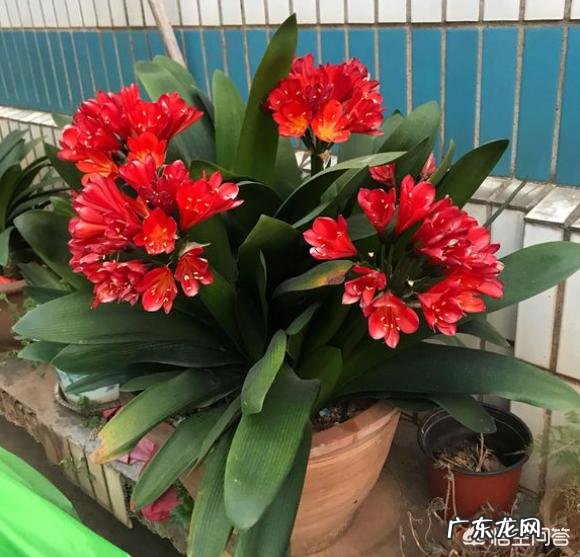 君子兰六七月份怎样浇水？