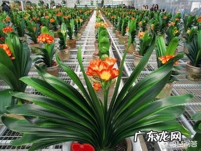 君子兰六七月份怎样浇水?